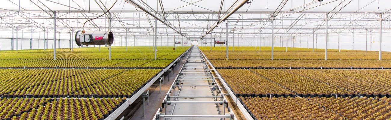 Seedling plants are cultivated on the automatic ebb & flow bench.