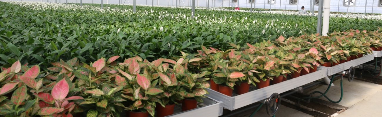 A large number of seedlings are cultivated in the greenhouse.