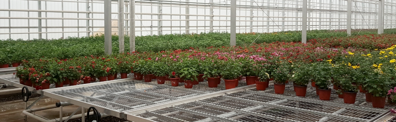 Many potted plants are cultivated on the greenhouse rolling bench.