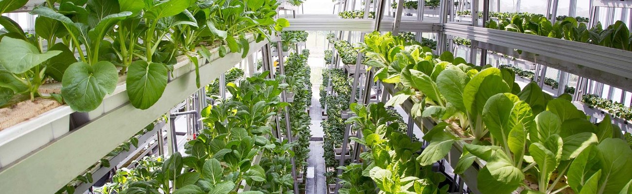 Vegetables are cultivated on the multilayer ebb and flow benches.